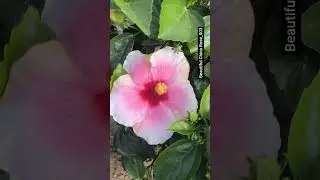 China Rose/Hibiscus || Home Garden | #trending #shorts #youtubeshorts #viral #viralvideo #foryou