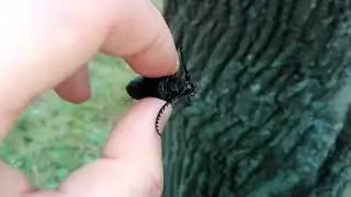 Prionus coriarius (Linnaeus,1758). Самец усача-кожевника.