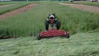 Rolling Cover Crops in Adaptive Mgt. Plots