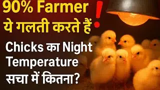 90% Farmer ये गलती करते हैं! Chicks का Night Temperature सच में कितना?