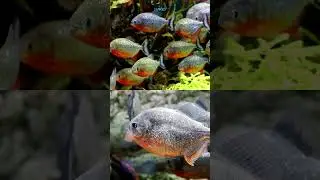 Pacu or Piranha? They look alike, but their diets&mdash; tell a very different story. | TANKED IND