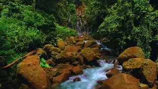 River Flow Over Stones & Birds Singing, Peaceful Ambience for Deep Meditation and Calm