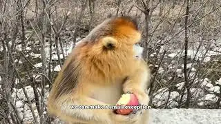 Feeding Cute Golden Monkeys in the Wild | Animal Protector Vlog