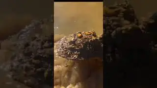Sluicing for Gold with the Big Foot sluice Box by Dream Mat
