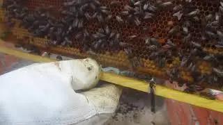 V تقسيم خلية على طريقة