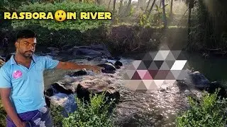 Found aquarium fish😲 silver rasbora in  river  Tamil /JENISH KJ