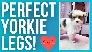 How To Scissor Yorkie legs Properly (Clean Lines That Transform The Groom)