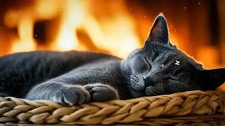Calming Music for Cats 🐱 Gentle Healing Sounds to Ease Anxiety & Support Peaceful Sleep