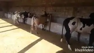 Dhanni Fatehjungi bull dera MashAllah all Racer Bulls