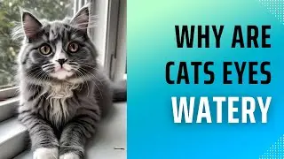 Why Are Cats' Eyes Watery? Causes and Solutions!