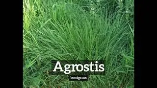 How Does Agrostis Look? | How to Say Agrostis in English? | What is Agrostis?