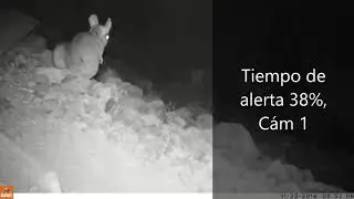 Comportamiento de las chinchillas silvestre