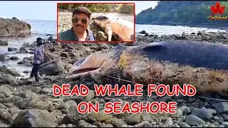 DEAD Whale FOUND On Panchawati Seashore!