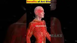 Benefits of red #ant bite ant bite #islamic shorts #islam status #islamicvideo #viralshorts #shorts