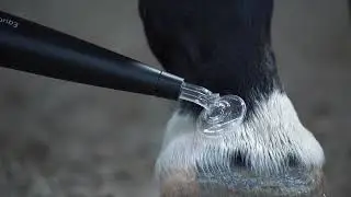 EquCellpen&reg;: Die 'Pilzelektrode' oder Scheibe dient zur fl&auml;chigen Behandlung der Haut mit Kaltplasma