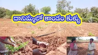 దానిమ్మలో కాండం కుళ్ళు నివారణ | Pomegranate Stem Rot Control | Natural Farming Telugu