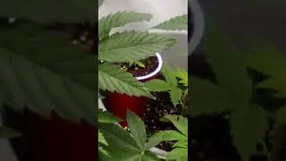 Growing ganja indoor and outdoor