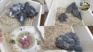 ATUALIZAÇÃO DOS CASAIS | PERIQUITO AUSTRALIANO | BIRDS