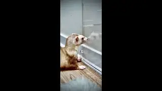 ESCAPE ROOM!? 😯 Intelligent IQ Ferret Sounds. Cinnamon