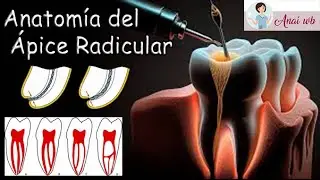 ENDODONCIA - Anatomía del Ápice Radicular