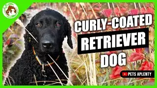 Get Ready to Fall in Love with the Curly Coated Retriever!