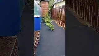 геотекстиль под кустами