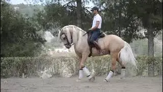 Equitación Peluca Soleado