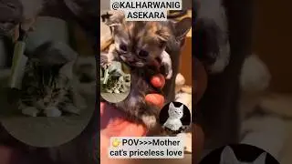 MOTHER CAT'S ENDLESS LOVE😻🐈❤️#shorts#viral#cat