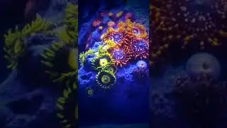 Fluval Evo 13.5 gallon, Zoa Garden - Utter Chaos & Scrambled Eggs  Zoanthid coral in my tank #Shorts