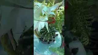 Hermoso Cactus con flores color blanco. #plantas #jardin #suculentas #cactus