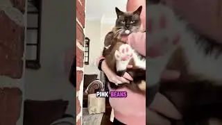 Mallomar literally smells like marshmallows 🥹😭 #beautifulcat #catsoftiktok #cute #catbeans