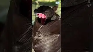 Hang Out With Bats