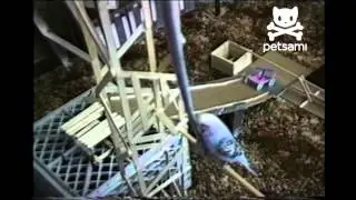 Bird completes a crazy obstacle course!