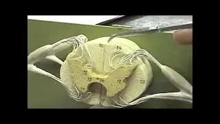 Gray Matter Interactive