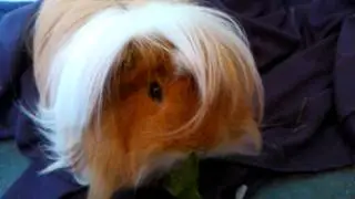 Guinea pig eating kale