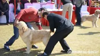 Golden retriever dogs at the Delhi Dog Show