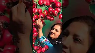 Red Hawthorn Berry harvesting #ruralcuisine