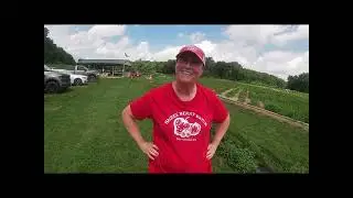 Strawberry picking at Bures Berry patch