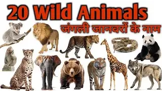 20 Wild Animals Name In Hindi  English| जंगली जानवरों के नाम| Fun Educational Content|