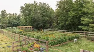 Preview of U-Pick Flowers at Little Ducky Flower Farm, Barrington, IL (Chicagoland)
