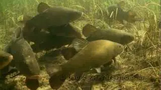 Scaring a flock of big jumbo tench underwater.