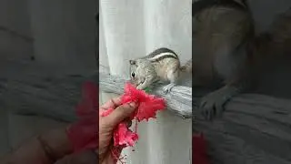 Cute Indian palm squirrel | playing with hibiscus ❤️