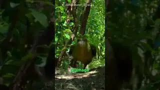 Kakapo The Nocturnal Parrot! #short #shorts #shortvideo #interestinganimals #kakapo #parrot