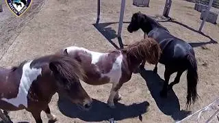 Our little three wise men! - Easy Horse Care Rescue Centre