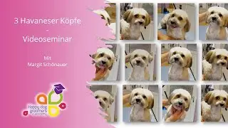 3 Havaneser K&ouml;pfe - Videoseminar