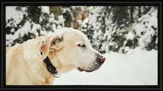 Snowy Dog | 4K Photo Art