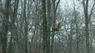 Barking fox squirrel