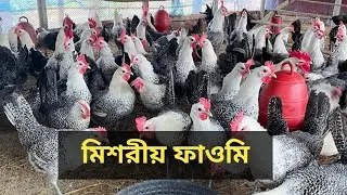 অরিজিনাল মিশরীয় ফাওমি মুরগীর ব্রুডিং চলছে