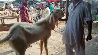 Sunday up date live deal white dumba katuo mall Dasi mudray Mandi shahpur