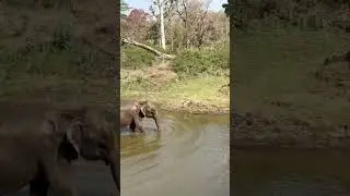 Betala #betlanationalpark #jharkhand #forest #elephant #travel #elephantvideo #shorts #youtubeshorts